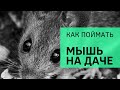 Как поймать мышь пойматьмышь мышьнадаче мышь Как поймать мышь пойматьмышь мышьнадаче мышь