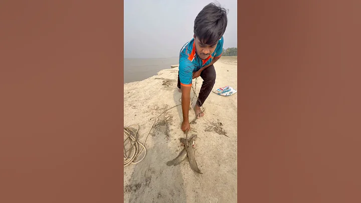 Two catfish bait throwing skills by hook with hunting monster fish  #fishinglife  #hook  #bait