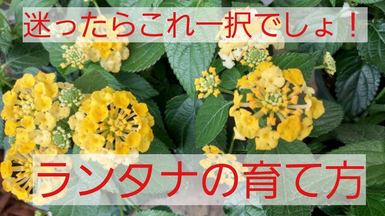 Hanacocochi 