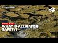 Viral alligator video sparks safety reminder for Lowcountry residents