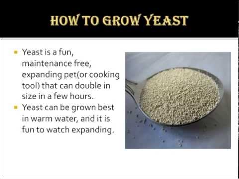 वीडियो: खमीर कैसे उगाएं