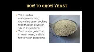 How to Grow Yeast