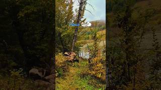 Наші 🐏🐑 shorts #shorts #ukraine #dorper #sheep #закарпаття #село #черник #вівці #природа #озеро