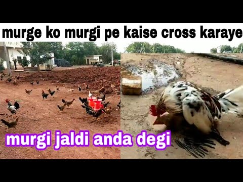 वीडियो: क्या मुर्गियां किडी पूल का इस्तेमाल करेंगी?