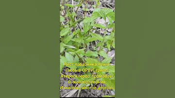 Лист лабазника (таволги)