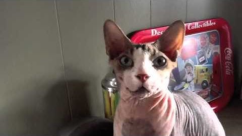 Sphynxlair Promotional Video