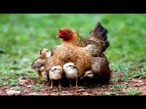 hen-sound-effect---mother-chicken-sound