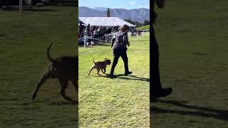 Axel January 7, 2024 Palm Springs by MyStaffords 38 views 4 months ago 2 minutes, 44 seconds