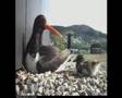 Oystercatcher TV