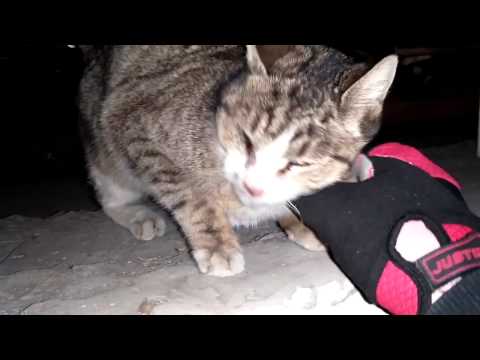 მაგარი საყვარელი კატაა. lovely Cat