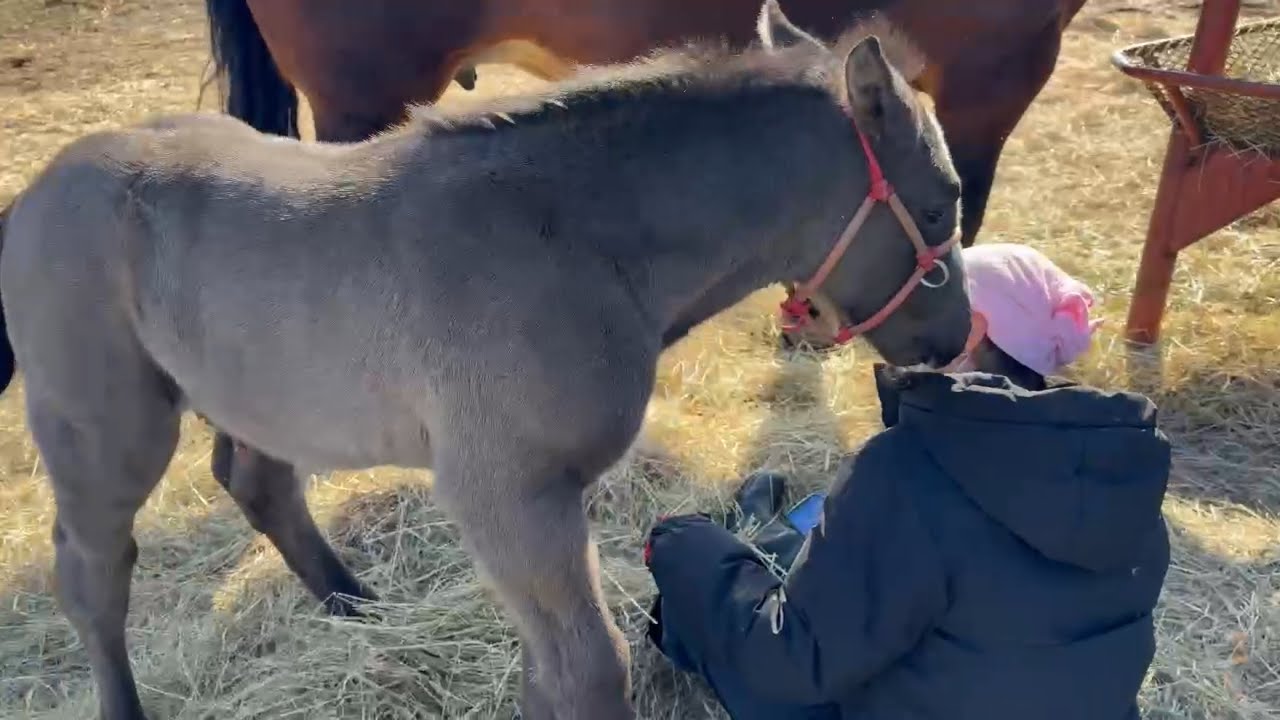 【ばんえい】2025年名シーン&未公開シーン