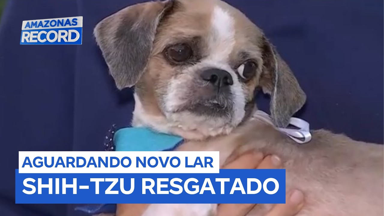 Cachorro da raça shih-tzu é resgatado debilitado e agora aguarda um novo lar