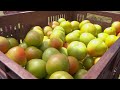 Necesidades del cultivo de tomate - La Finca de Hoy