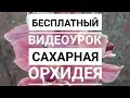 МК Орхидея цимбидиум из сахарной мастики. Tutorial Sugar Orchid cymbydium