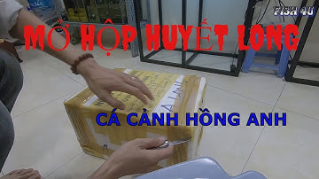 Mở Hộp Cá Rồng Huyết Long Mua Của Cá Cảnh Hồng Anh | Unboxing Royal Red Arowana Fish