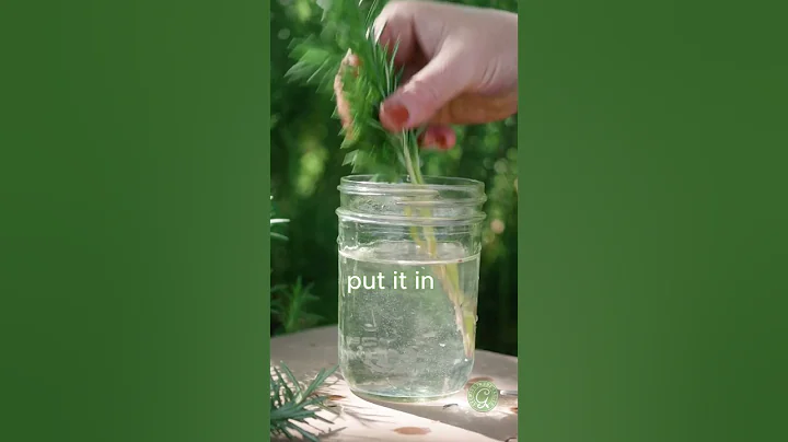 Grow Unlimited Rosemary!