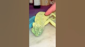 Cứu con tắc kè đang hấp hối và cái kết #shorts