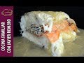 Merluza rellena con salmón y gambas. Programa nº 179