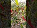 লাল লাল #funnyvideo #shortvideo #viralvideo #viral #niceflowerart