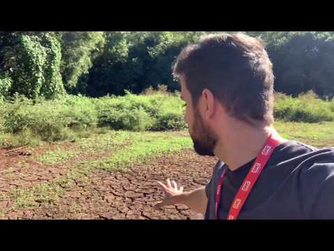 Repórter Fábio Guillen caminha até a ilha do lago do Parque do Ingá, em Maringá