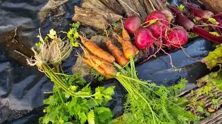 Działka Ogród warzywarelax marchew buraki seler cebula ziemniaki kartofle