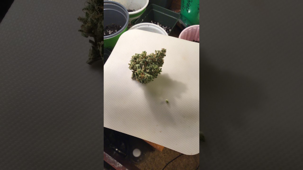 Gelato auto by seedsman review