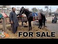 Most beautiful rarest horses  for sale  03344125962