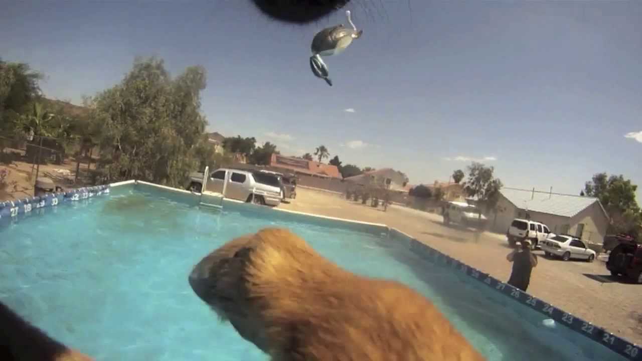 IQ K9 TRAINING AMAZING Oceanside Swimming Dog! Dog Training YouTube