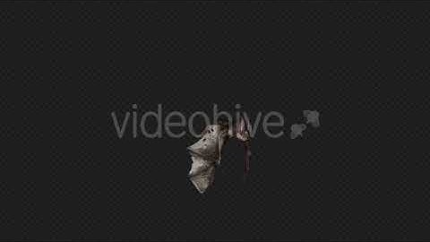 Bat Fly Walk Pack 4 In 1 | Motion Graphics - Envato elements