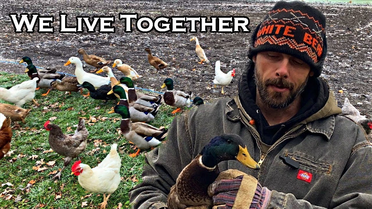 Can CHICKENS and DUCKS Live in the SAME Coop? YouTube