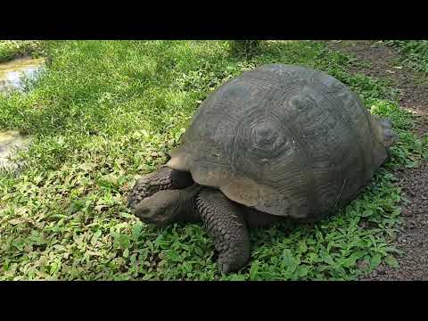 Video: Kokio Dydžio Vėžliai Gali Būti