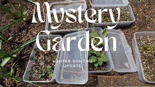 Winter Sowing Update | Mistakes Were Made