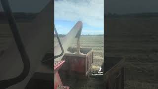 Wheat Harvest 2023…