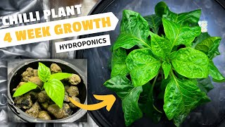 Incredible 4 Week Chilli Plant Growth | Hydroponic Grow Update