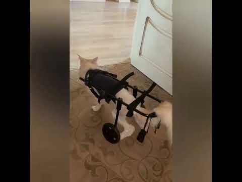 Успехи Персика из Ленинградской области!
