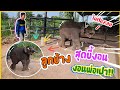 มาดูลูกช้างขี้น้อยใจ//ขี้งอน🐘