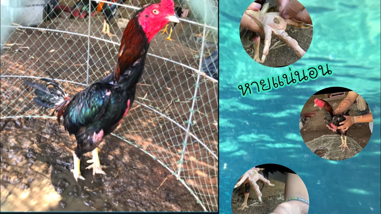 Ep.2 วิธีรักษาอุ้งเท้าไก่ชนเป็นหน่อ รักษาง่ายๆโดยแค่.....หัวหน่อหลุดแน่นอนน