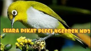 suara pikat pleci ngebren mp3