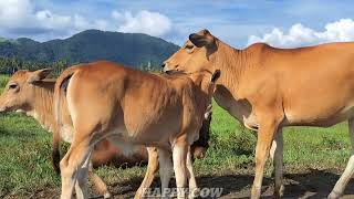 CUTE LITTLE COW EATING GRASS VIDEOS ● FUNNY COW | COW BROWN | SOUND COW | COW MOOING CON BO ???