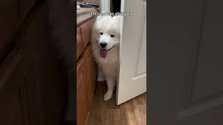 Would you pet me? #video #dog #shortsvideo #puppyvideos #ytshorts #cutepuppy #samoyed #dogs