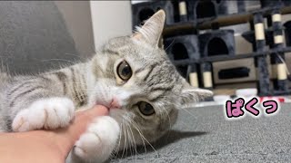 A cat that fights back with a finger sucker when his paws are tickled! LOL!