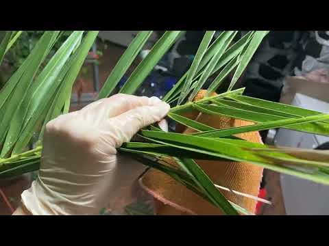 Обробка саду від шкідників, діагностика захворювань рослин, лікування рослин Київ, видео 3