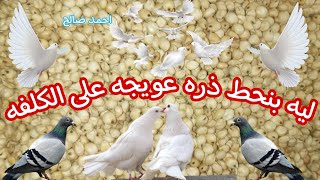 فوائد الذره العويجه للحمام و ليه بنحط الذره العويجه للحمام