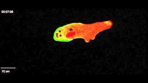 The physics of eukaryotic chemotaxis (supplemental video 2)