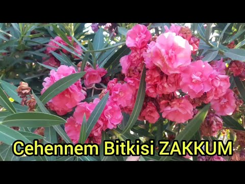 Zıkkım ye denilmesine sebep Kökü ve meyvesi zehirli olan zakkum çiçeği bakımı- zakkum ağacı-