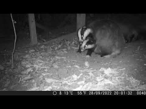 Badger Watch: 28/09/22 20:01