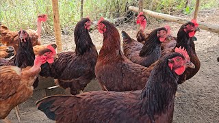 De volta com as novidades na granja - Queima de estoque e mais...