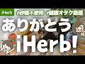 【iHerbおすすめ】アイハーブの砂糖不使用の神チョコレート3選&健康オタクのガチ購入品7選 | 食品からサプリ、日用品まで👩💻
