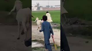 unlimited funny fails 🤣🤣| funniest fails moments ever part 140 #shorts #funny #fun #youtubeshorts