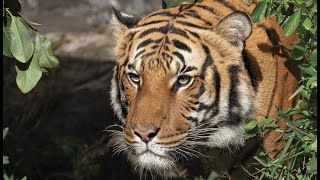 Live Tiger Cam  San Diego Zoo Safari Park